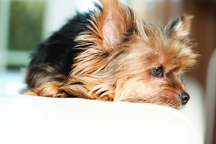 This Yorkshire Terrier appears tired or sad.