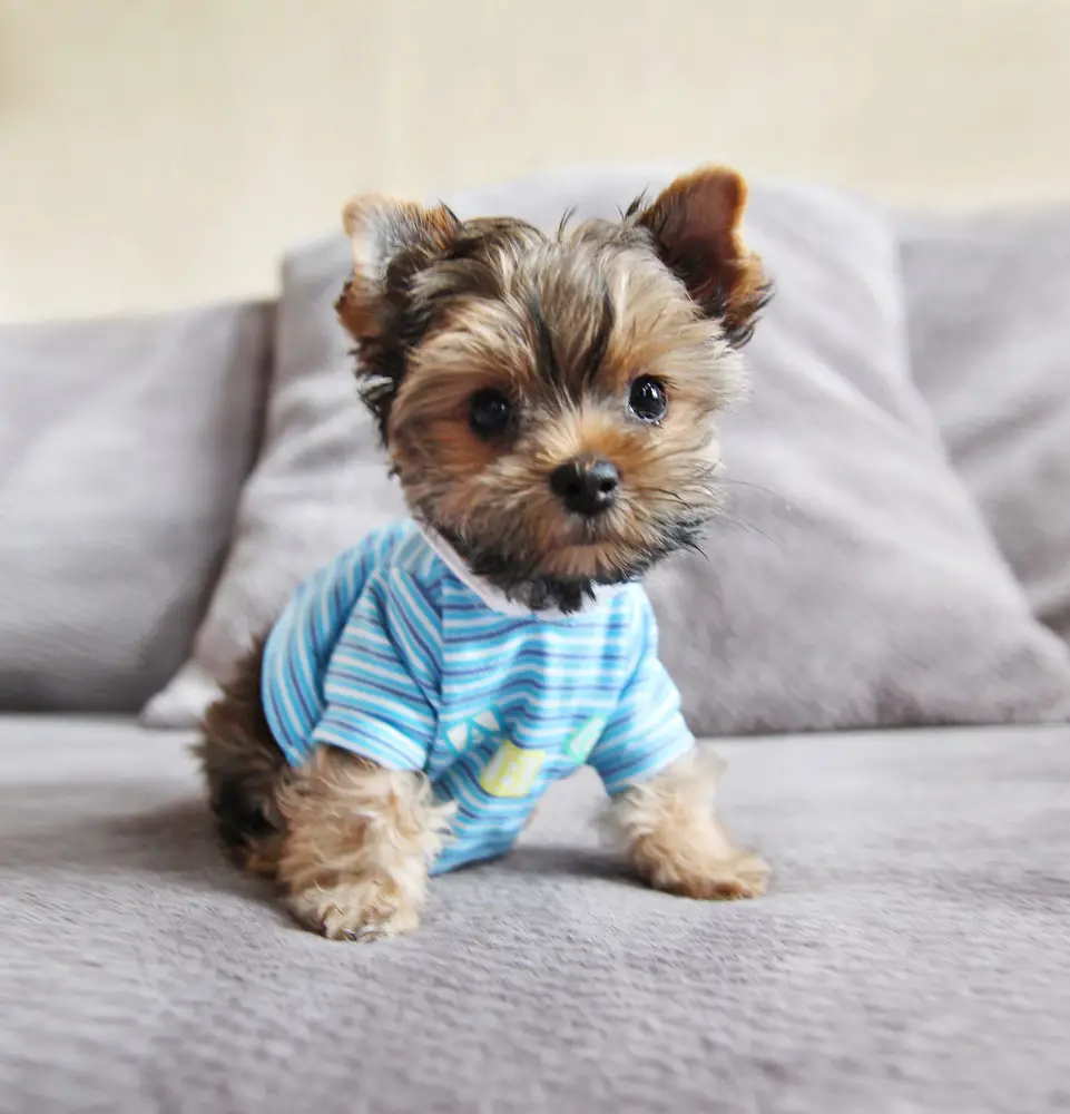 Cute little Yorkie puppy