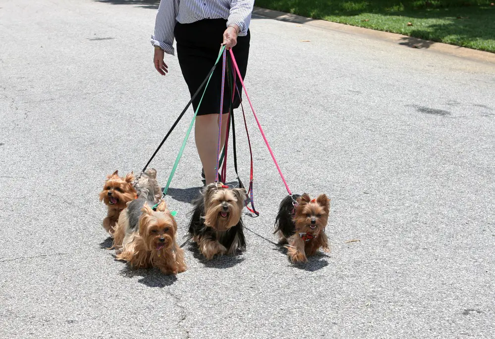 Four Yorkies going on a walk