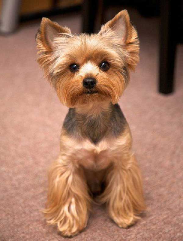 How long does a yorkshire terrier dog live