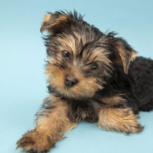 What vaccines does your Yorkie puppy need?