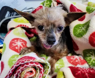 Yorkie recovering from anesthesia and surgery